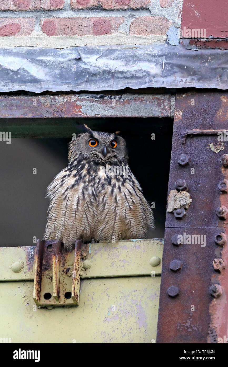 northern eagle owl (Bubo bubo), sits in an old pit building, Germany, North Rhine-Westphalia, Ruhr Area, Herne Stock Photo