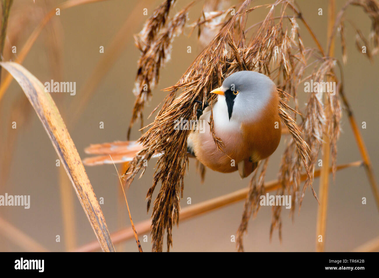 Bearded reedling, Babblers Bearded Tit (Panurus biarmicus), sitting at reed, Germany Stock Photo