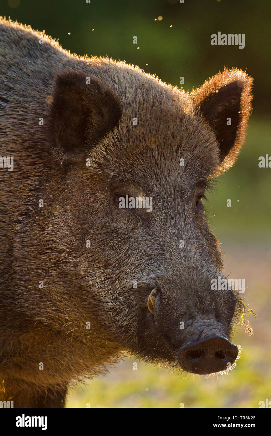 wild boar, pig, wild boar (Sus scrofa), portrait, Germany Stock Photo