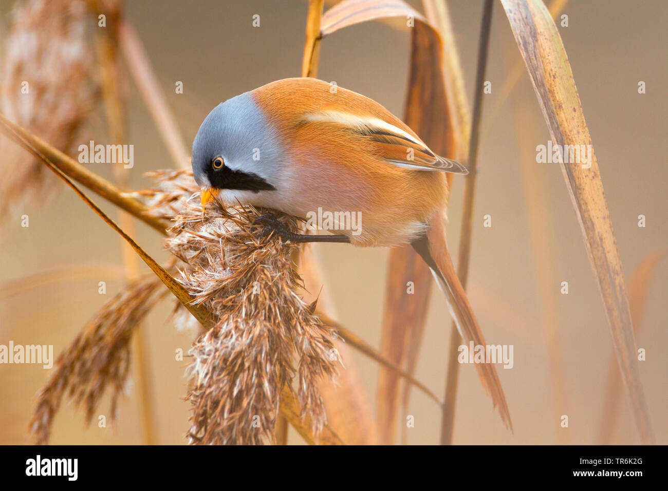 Bearded reedling, Babblers Bearded Tit (Panurus biarmicus), feeding on reed seeds, Germany Stock Photo