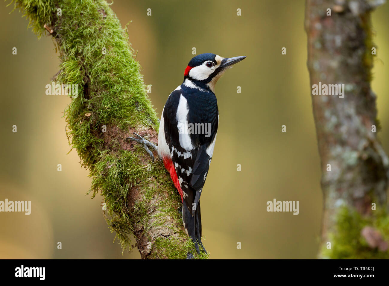 Great spotted woodpecker (Picoides major, Dendrocopos major), sitting at a mossy trunk, Germany Stock Photo