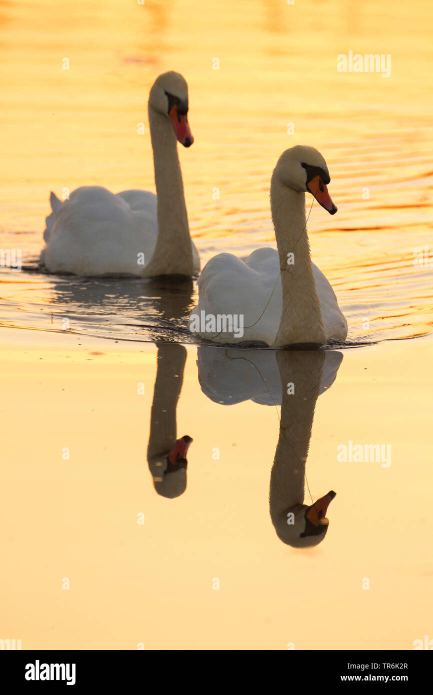 mute swan (Cygnus olor), pair on water at sunset, Germany Stock Photo
