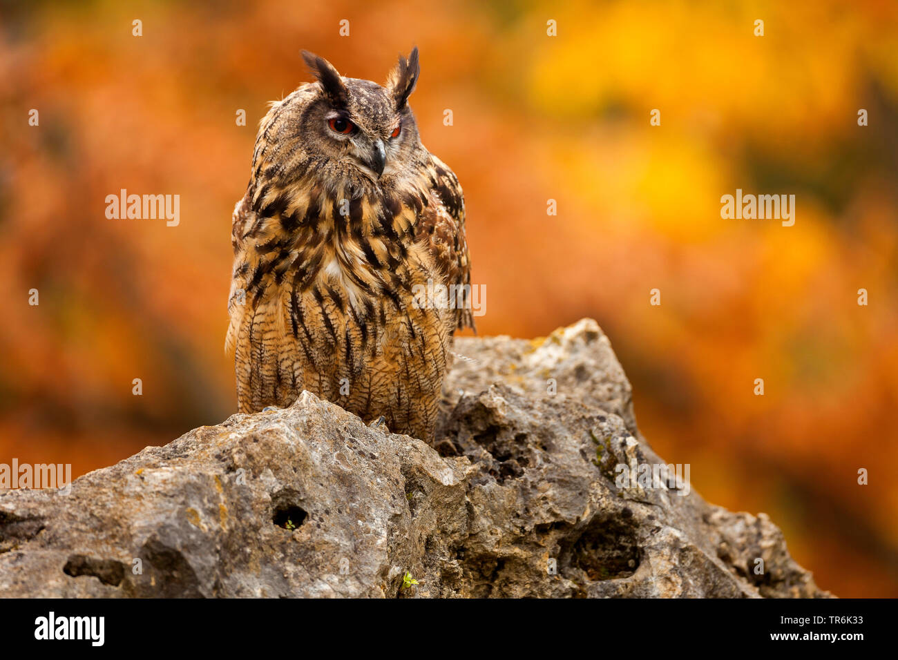 northern eagle owl (Bubo bubo), sitting on a rock, Germany Stock Photo