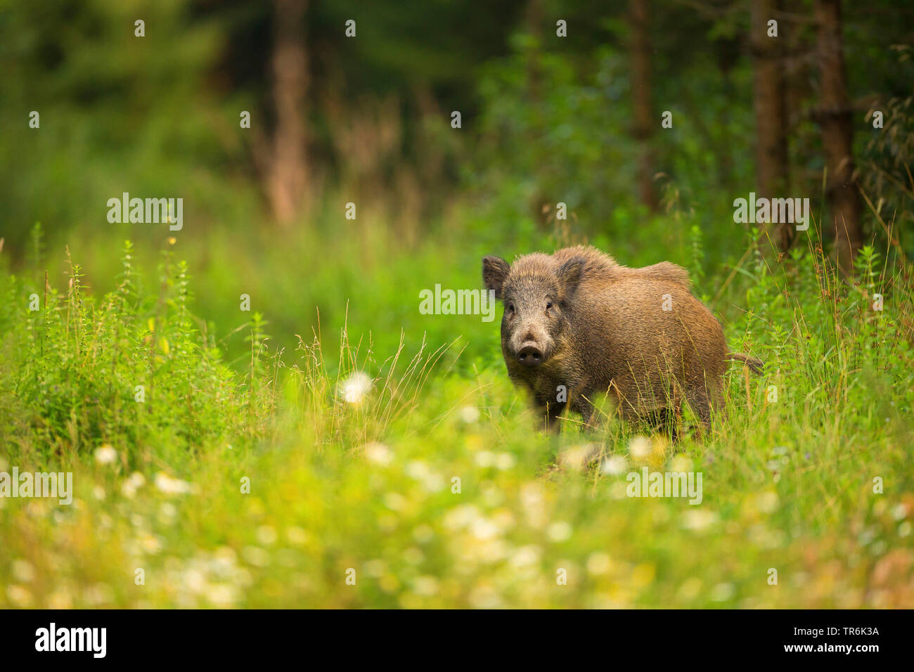 wild boar, pig, wild boar (Sus scrofa), standing on a clearing, Germany Stock Photo