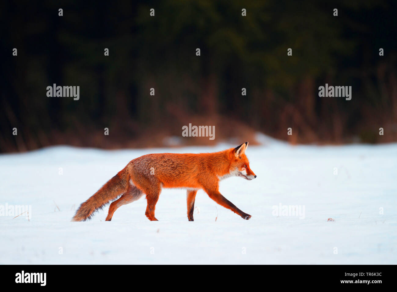 red fox (Vulpes vulpes), walking throught the snow, Germany Stock Photo