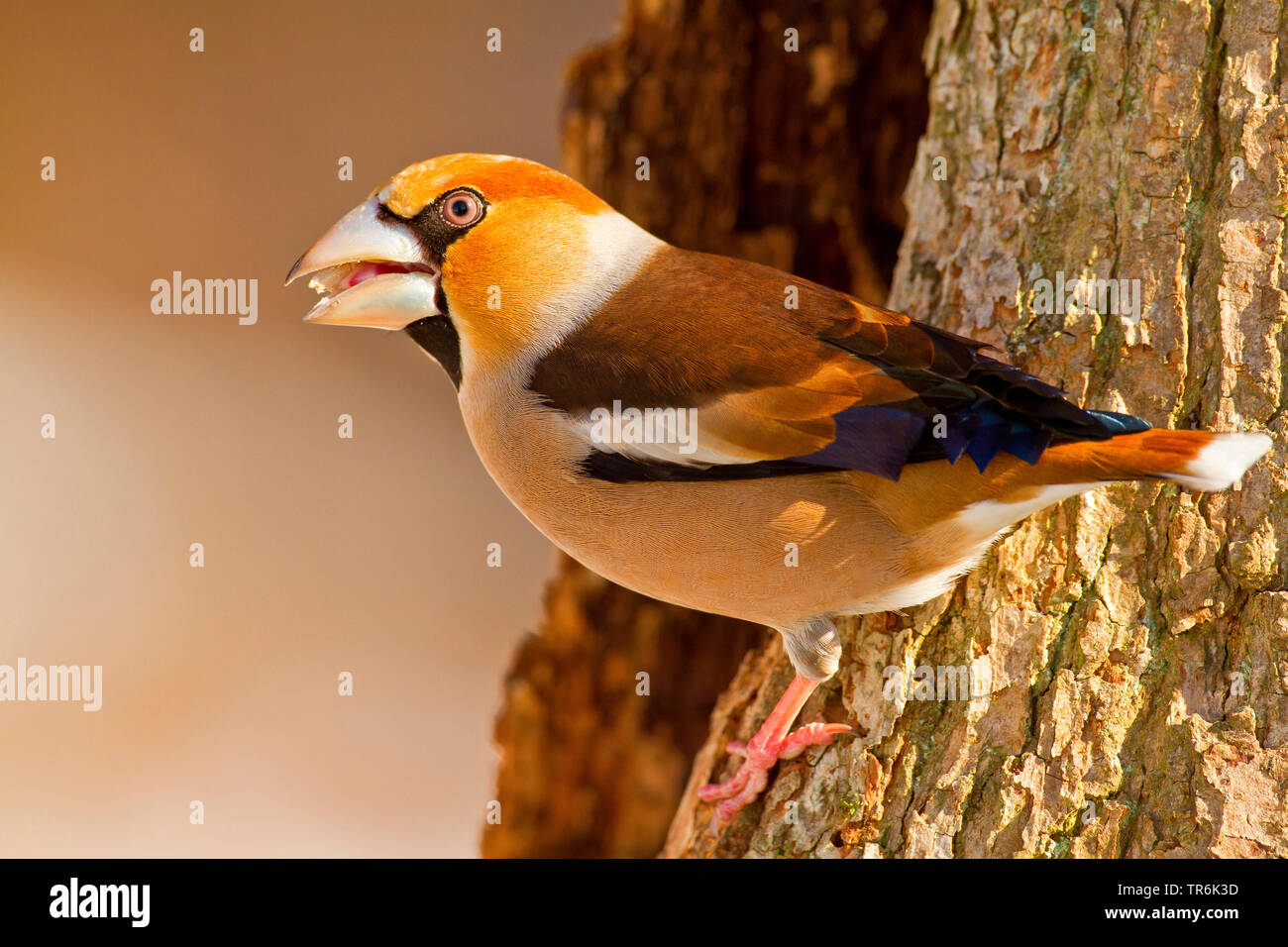 hawfinch (Coccothraustes coccothraustes), with fodder in the beak, Germany Stock Photo