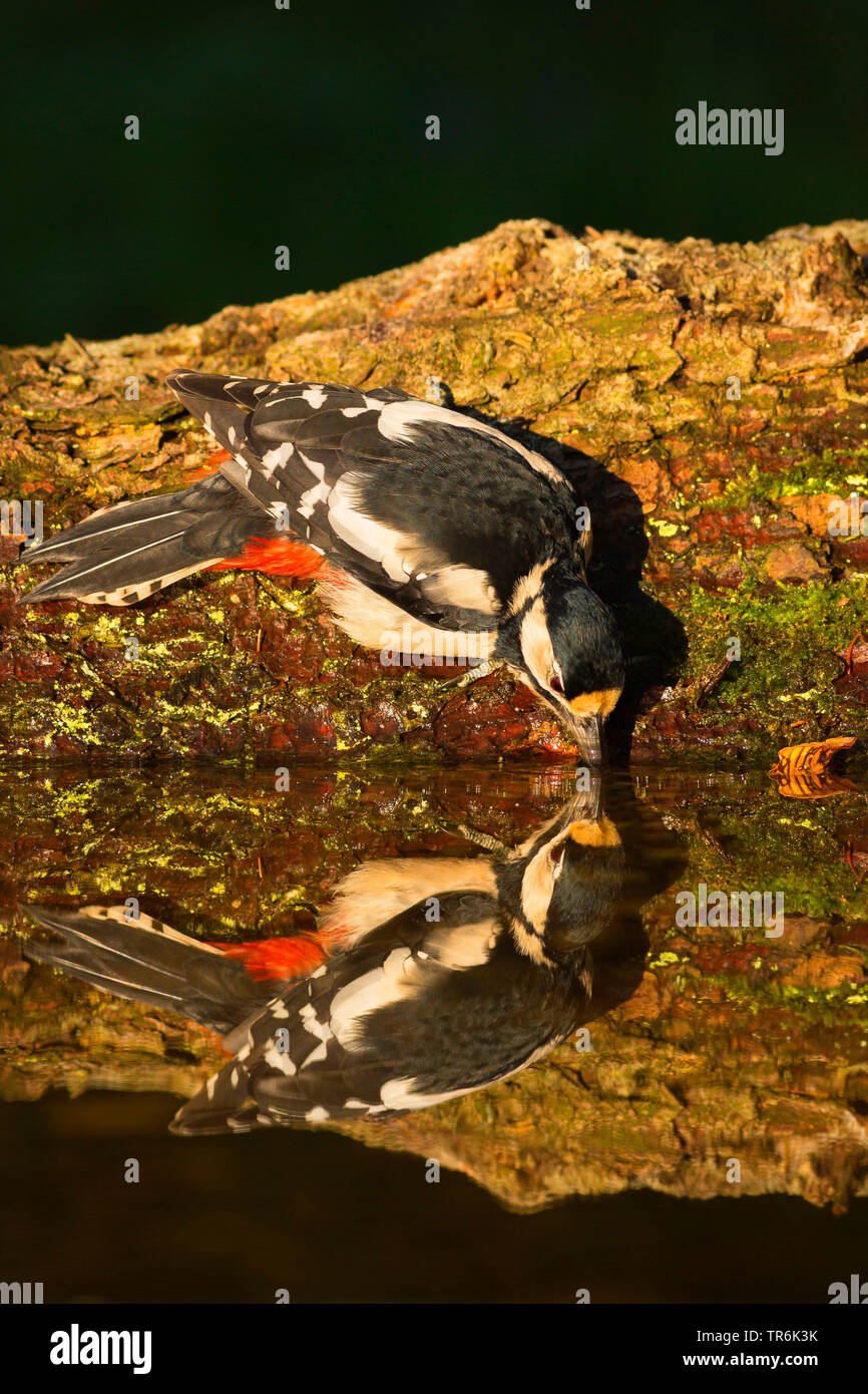 Great spotted woodpecker (Picoides major, Dendrocopos major), drinking, Germany Stock Photo