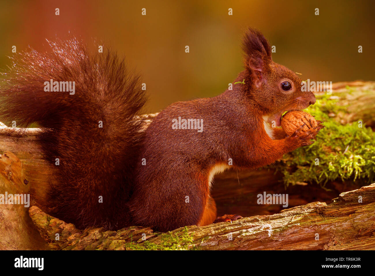 European red squirrel, Eurasian red squirrel (Sciurus vulgaris), with walnut in the mouth, Germany Stock Photo