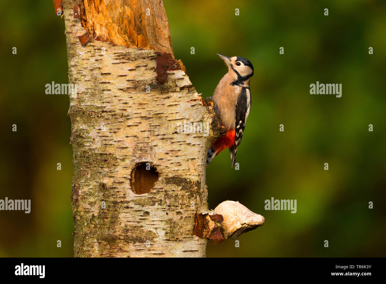 Great spotted woodpecker (Picoides major, Dendrocopos major), sittin a the birch trunk beside the den, Germany Stock Photo