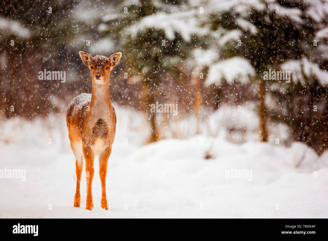 fallow deer (Dama dama, Cervus dama), at snowfall, Germany Stock Photo