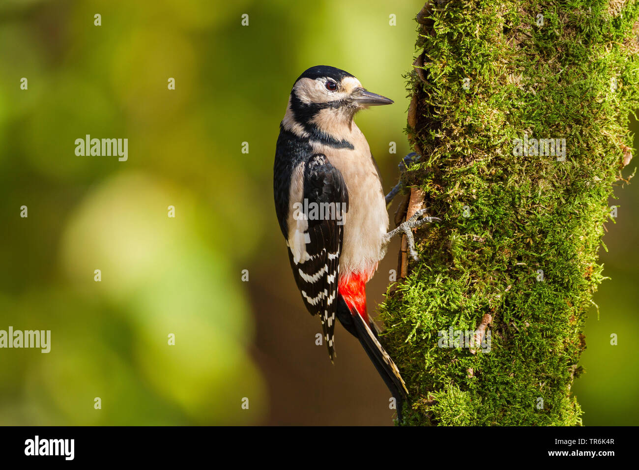 Great spotted woodpecker (Picoides major, Dendrocopos major), sitting at a tree trunk, Germany Stock Photo