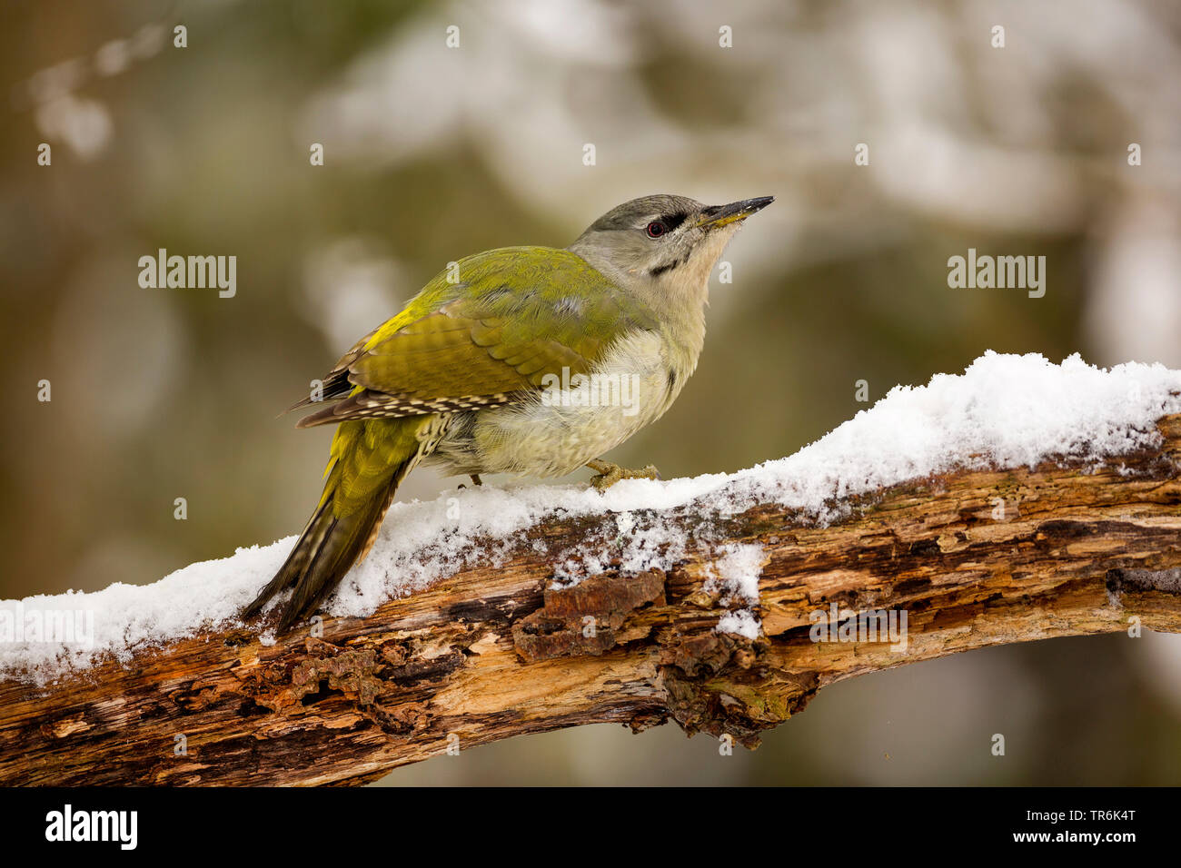 grey-faced woodpecker (Picus canus), sitting on a snow-covered branch, Germany Stock Photo