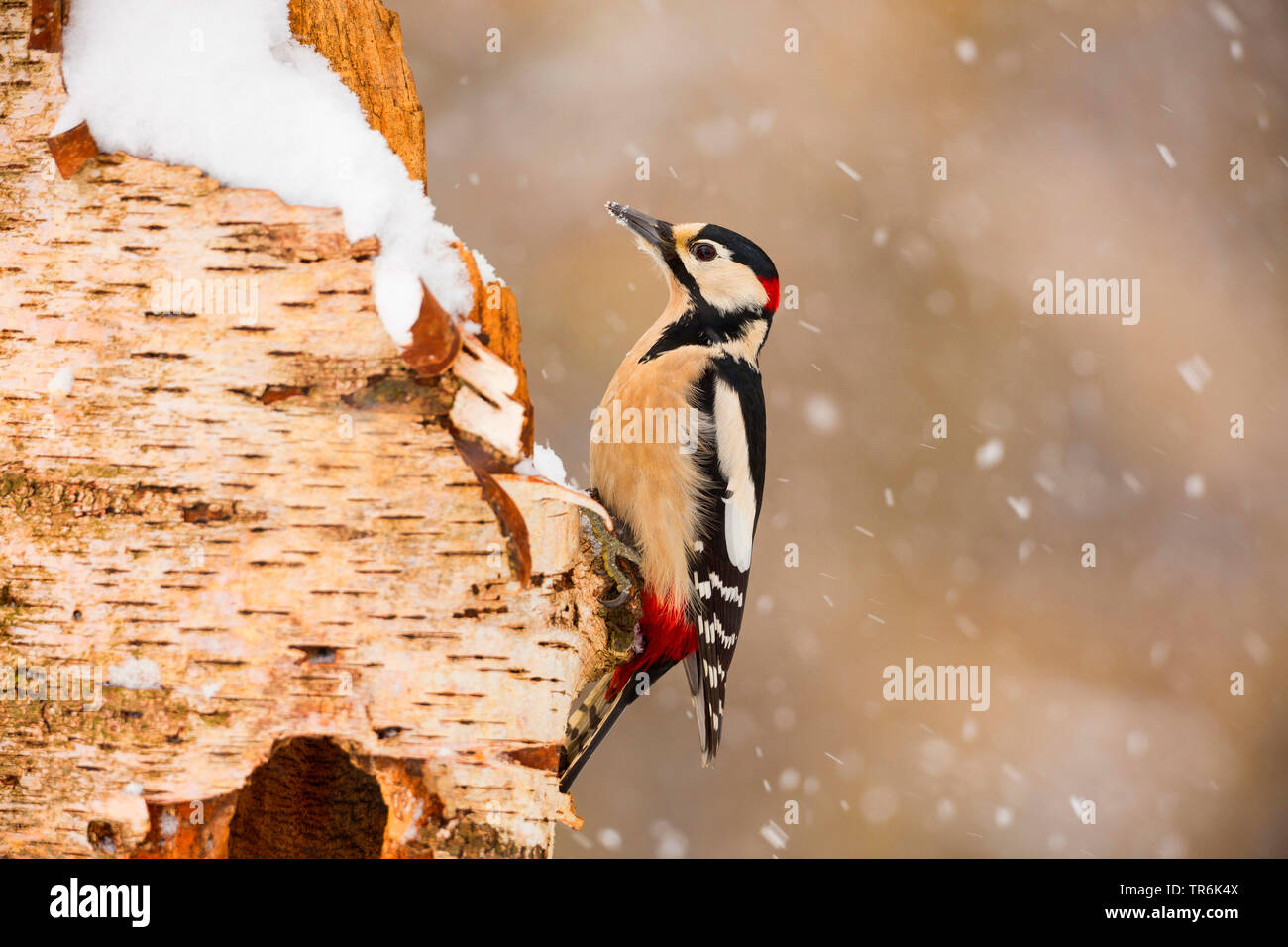 Great spotted woodpecker (Picoides major, Dendrocopos major), sitting at a birch trunk in winter, Germany Stock Photo