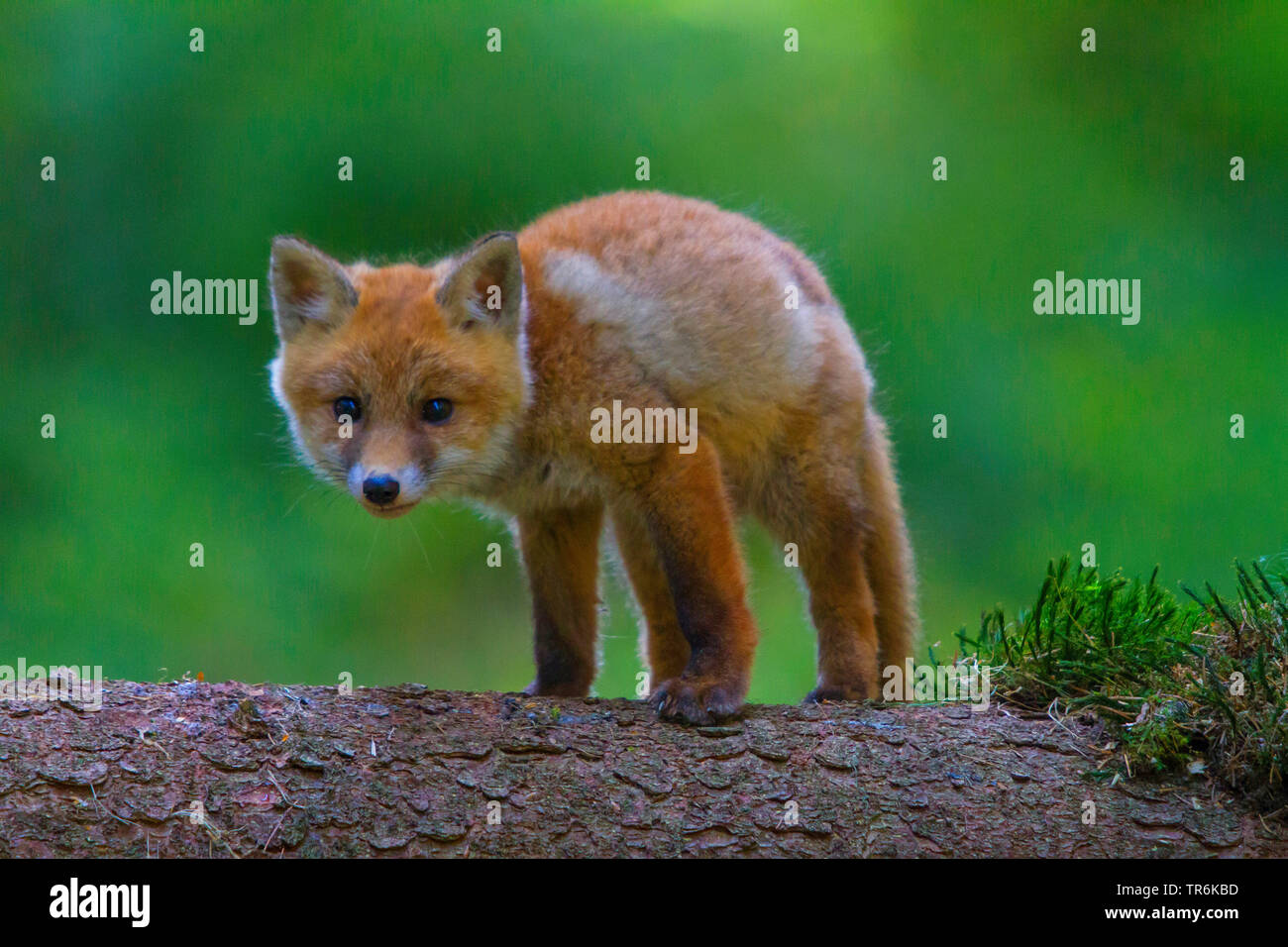 red fox (Vulpes vulpes), kid on a fallen tree trunk in a forest, Czech Republic, Hlinsko Stock Photo