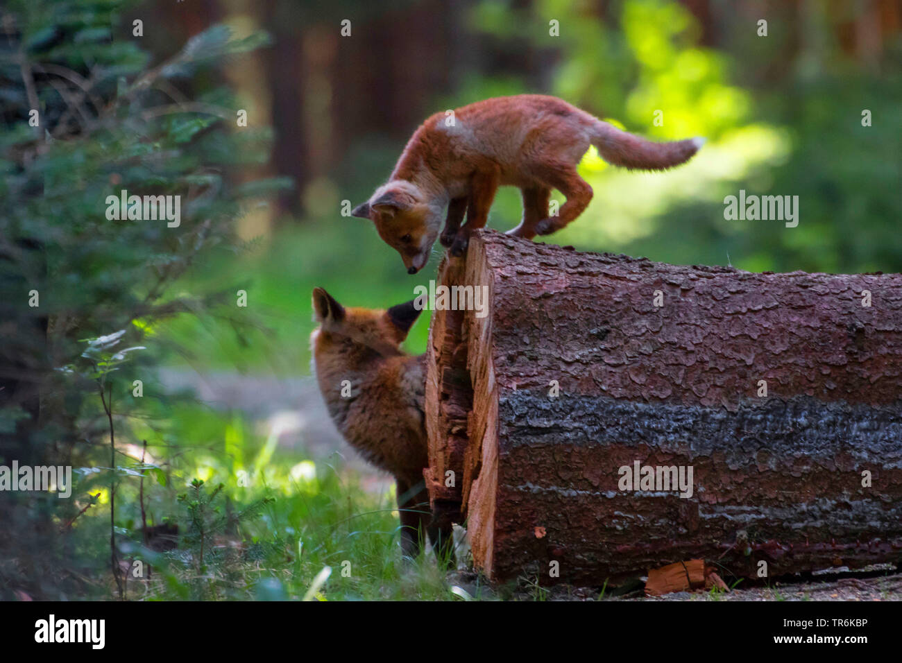 red fox (Vulpes vulpes), kid standing on a log in a forest, Czech Republic, Hlinsko Stock Photo