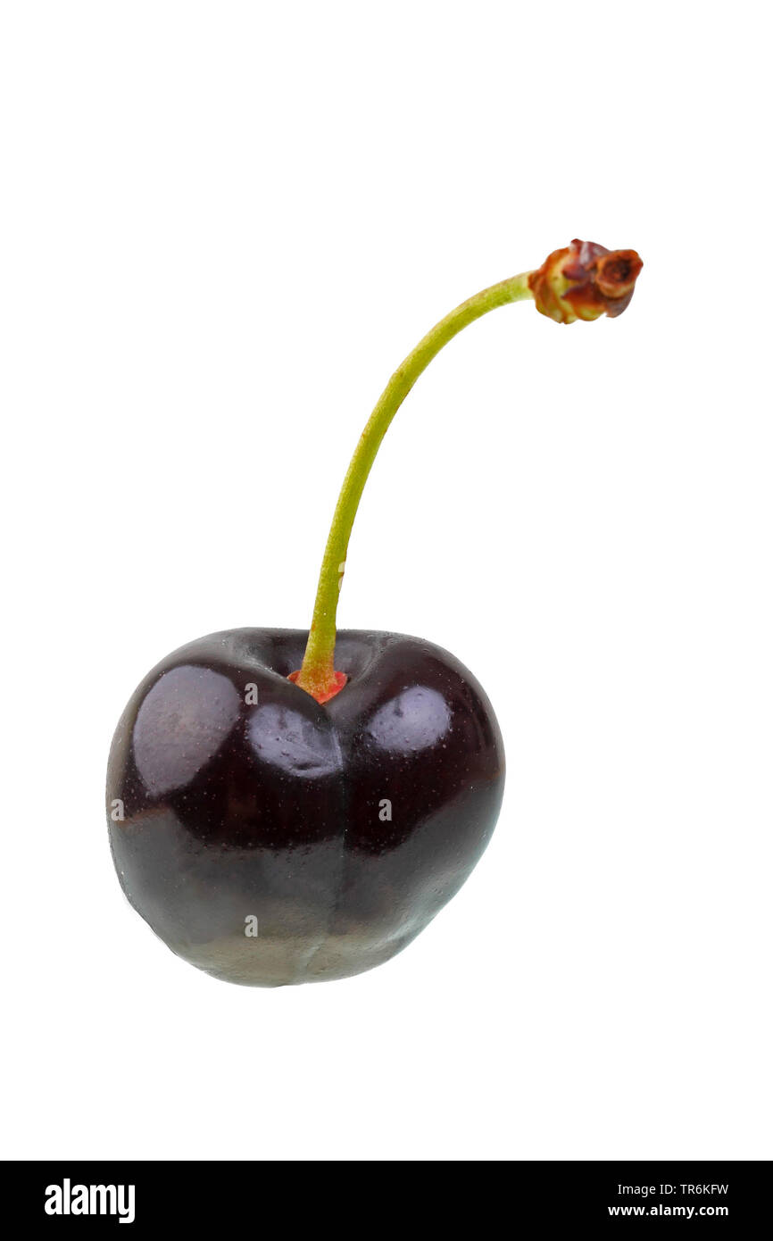 Sweet cherry (Prunus avium 'Landele', Prunus avium Landele), cherry of the cultivar Landele Stock Photo