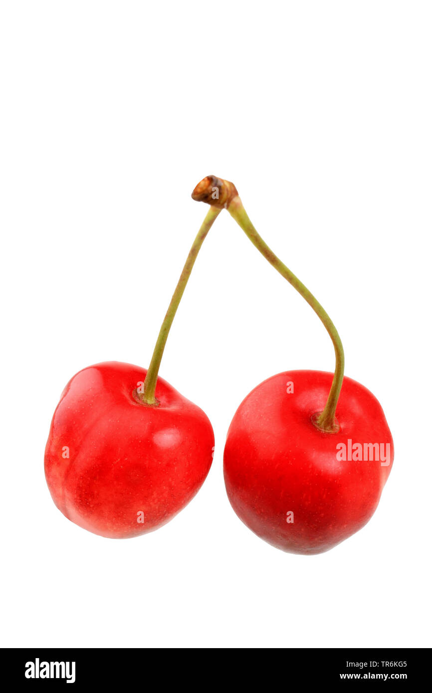 Sweet cherry (Prunus avium 'Buettners Grosse Knorpelkirsche', Prunus avium Buettners Grosse Knorpelkirsche), cherry of the cultivar Buettners Grosse Knorpelkirsche Stock Photo