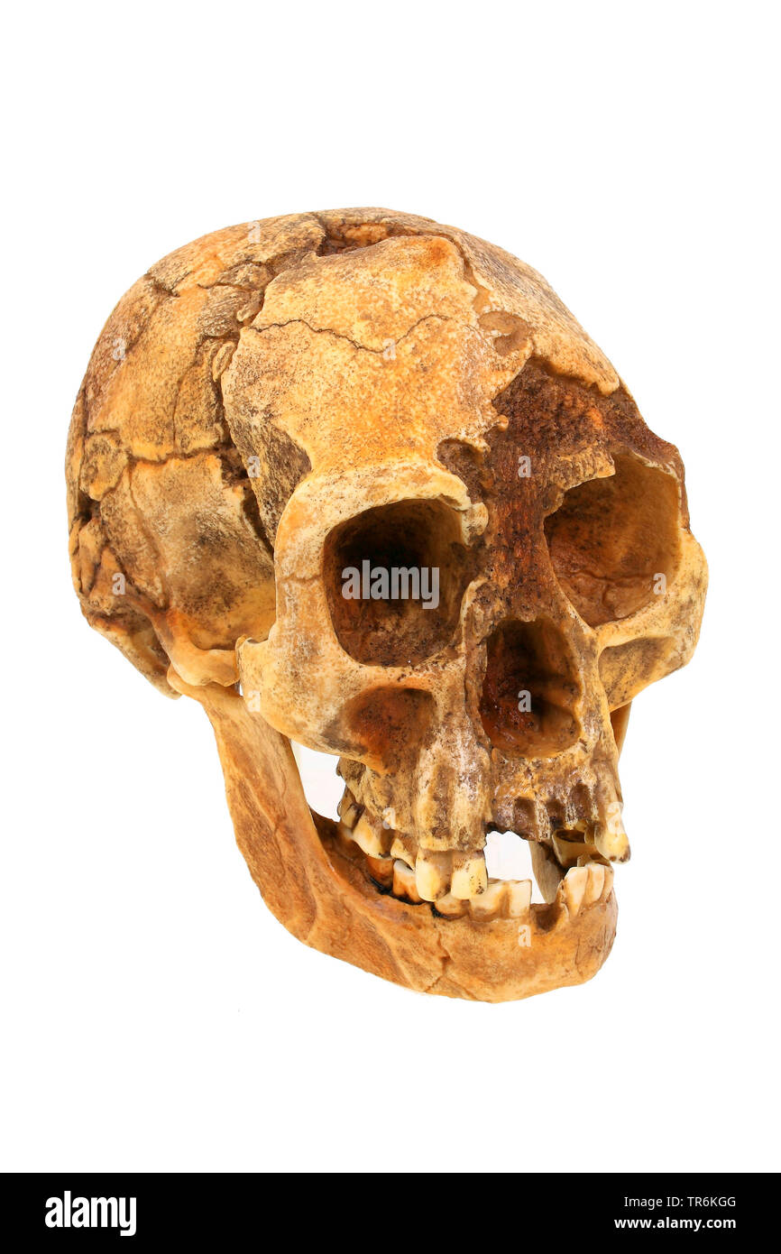 Flores Man, Hobbit (Homo heidelbergensis), replica of the skull of Homo floresiensis (The Hobbit). Stock Photo