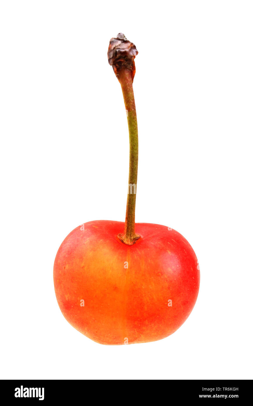 Sweet cherry (Prunus avium 'Weisse Spanische Knorpelkirsche', Prunus avium Weisse Spanische Knorpelkirsche), cherry of the cultivar Weisse Spanische Knorpelkirsche Stock Photo
