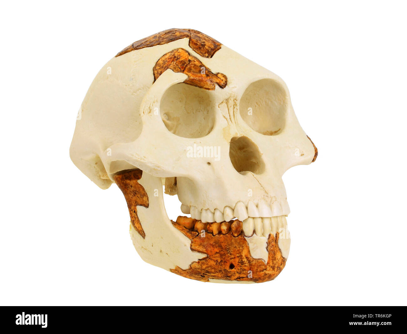 Lucy (Australopithecus africanus), replica of the skull ofAustralopithecus afarensis (Lucy) Stock Photo