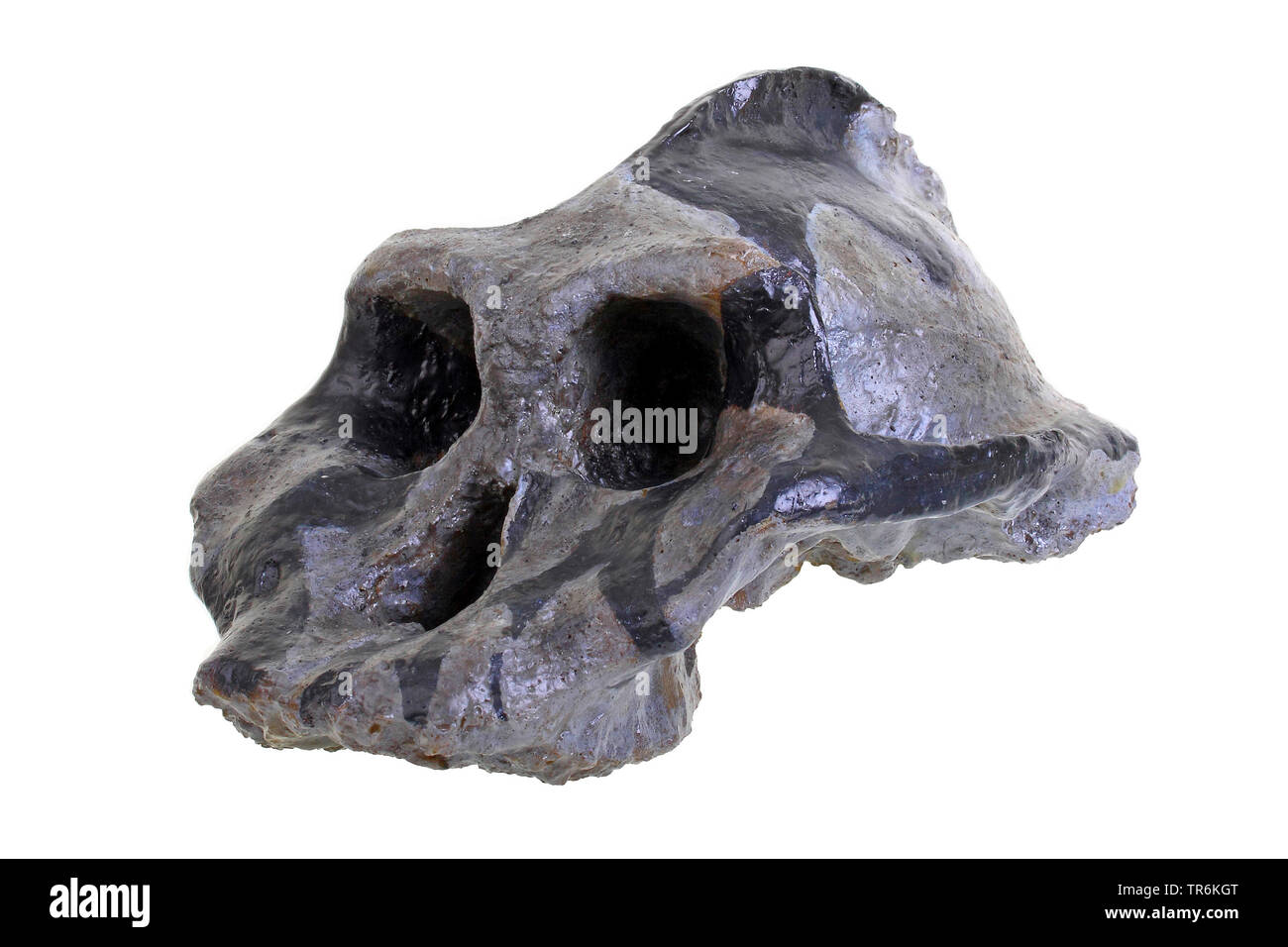 prehistoric man (Australopithecus africanus), replica of the skull ofAustralopithecus afarensis Stock Photo