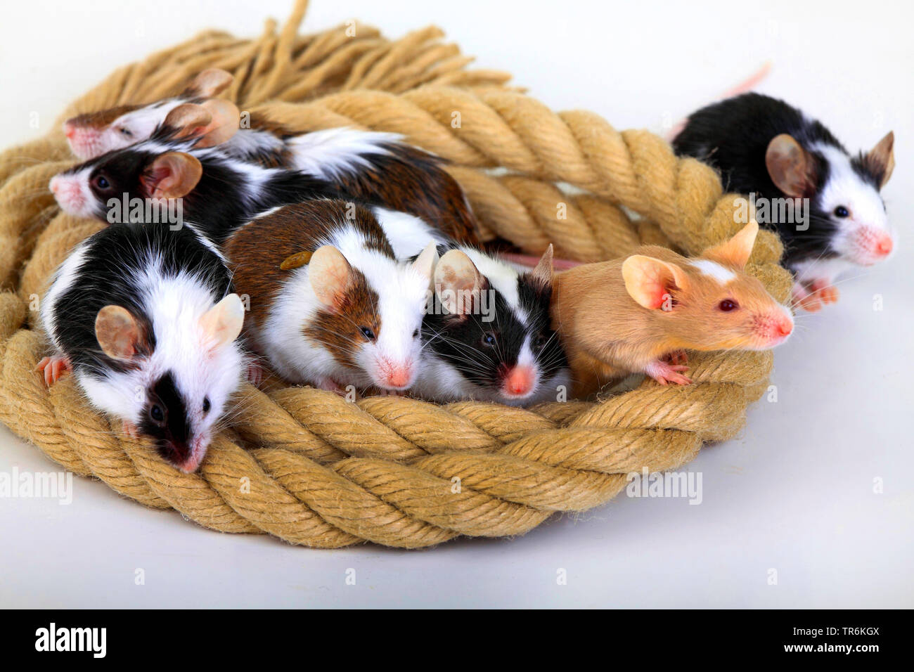 fancy mouse (Mus musculus), fancy mice cuddleing in a rope, Germany Stock Photo