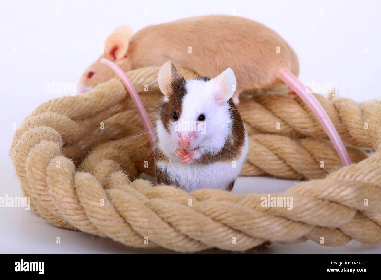 fancy mouse (Mus musculus), two fancy mice with rope, Germany Stock Photo