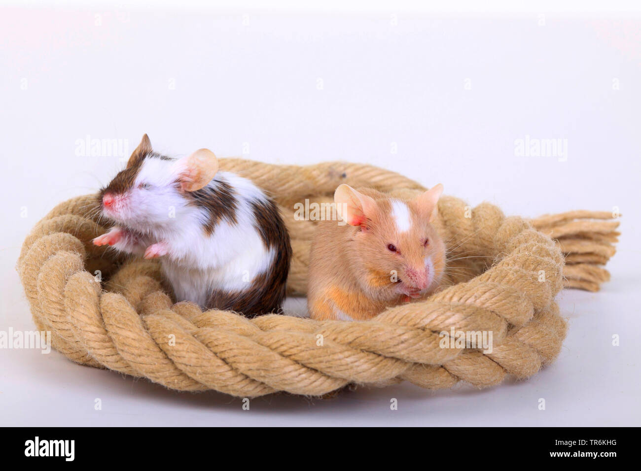 fancy mouse (Mus musculus), two fancy mice playing with a rope, Germany