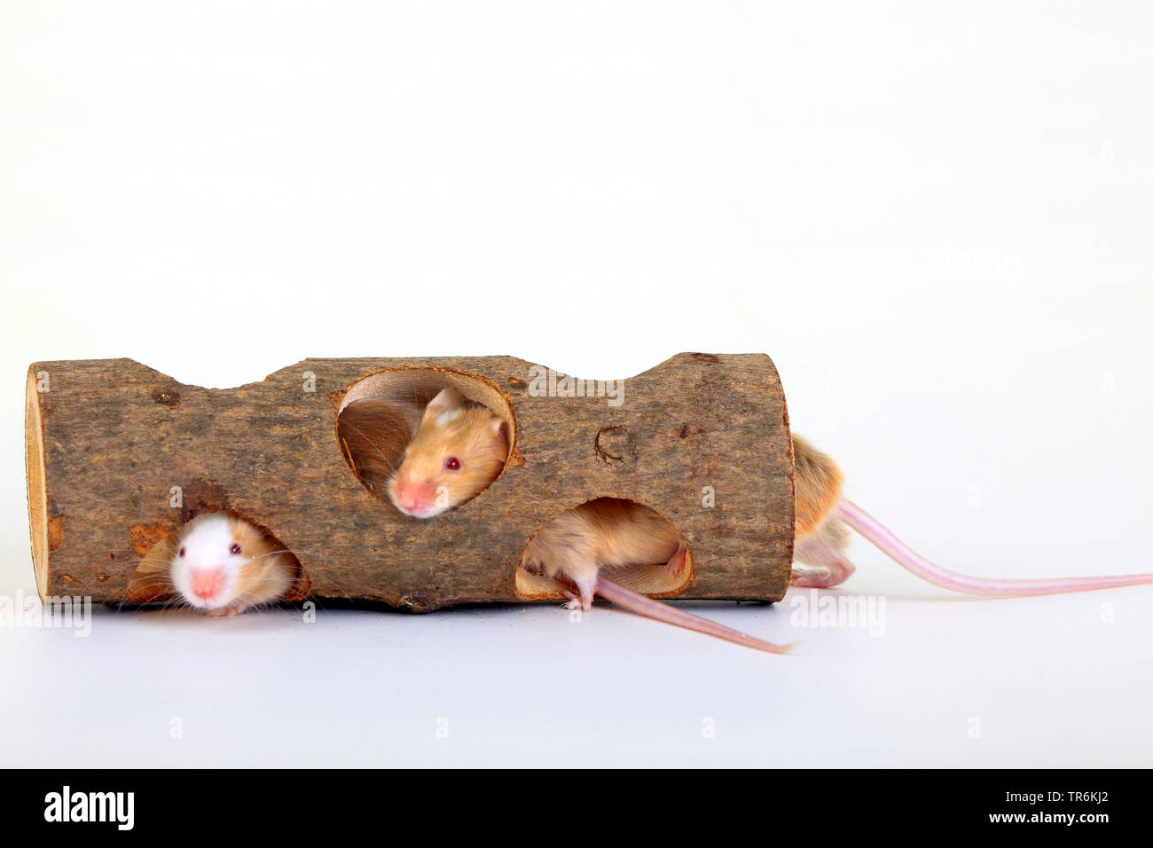 Pet mouse toys hi res stock photography and images Alamy