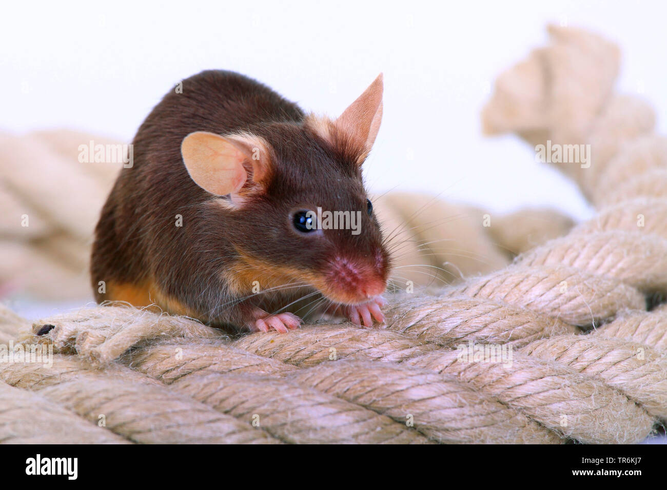 fancy mouse (Mus musculus), brown fancy mouse with rope, Germany Stock