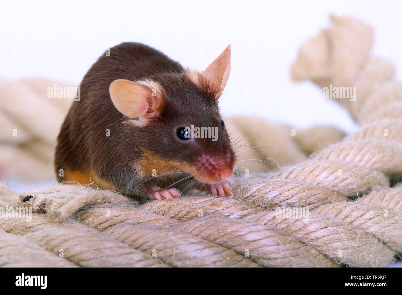 fancy mouse (Mus musculus), brown fancy mouse with rope, Germany Stock  Photo - Alamy