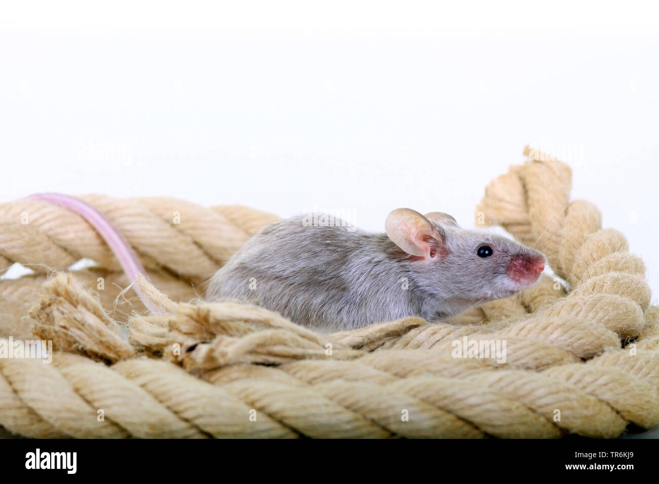 fancy mouse (Mus musculus), grey fancy mouse with rope, Germany Stock Photo