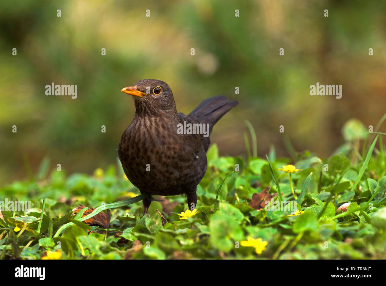 blackbird (Turdus merula), female searching for food among fig-root butter-cup, Germany, North Rhine-Westphalia Stock Photo