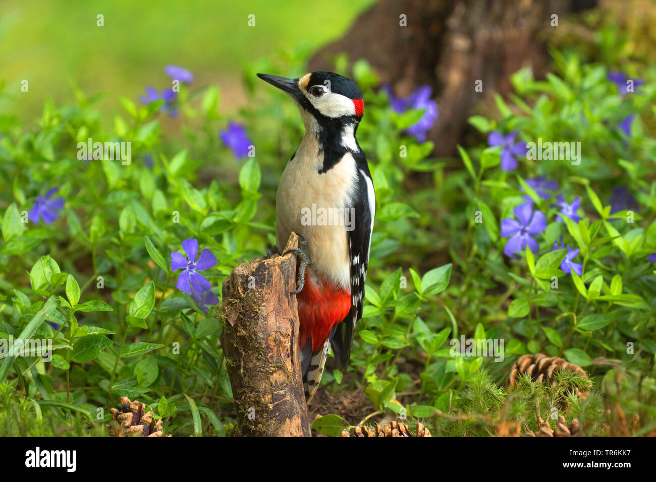 Great spotted woodpecker (Picoides major, Dendrocopos major), male sitting on a tree stumpf among periwinkle, Germany, North Rhine-Westphalia Stock Photo
