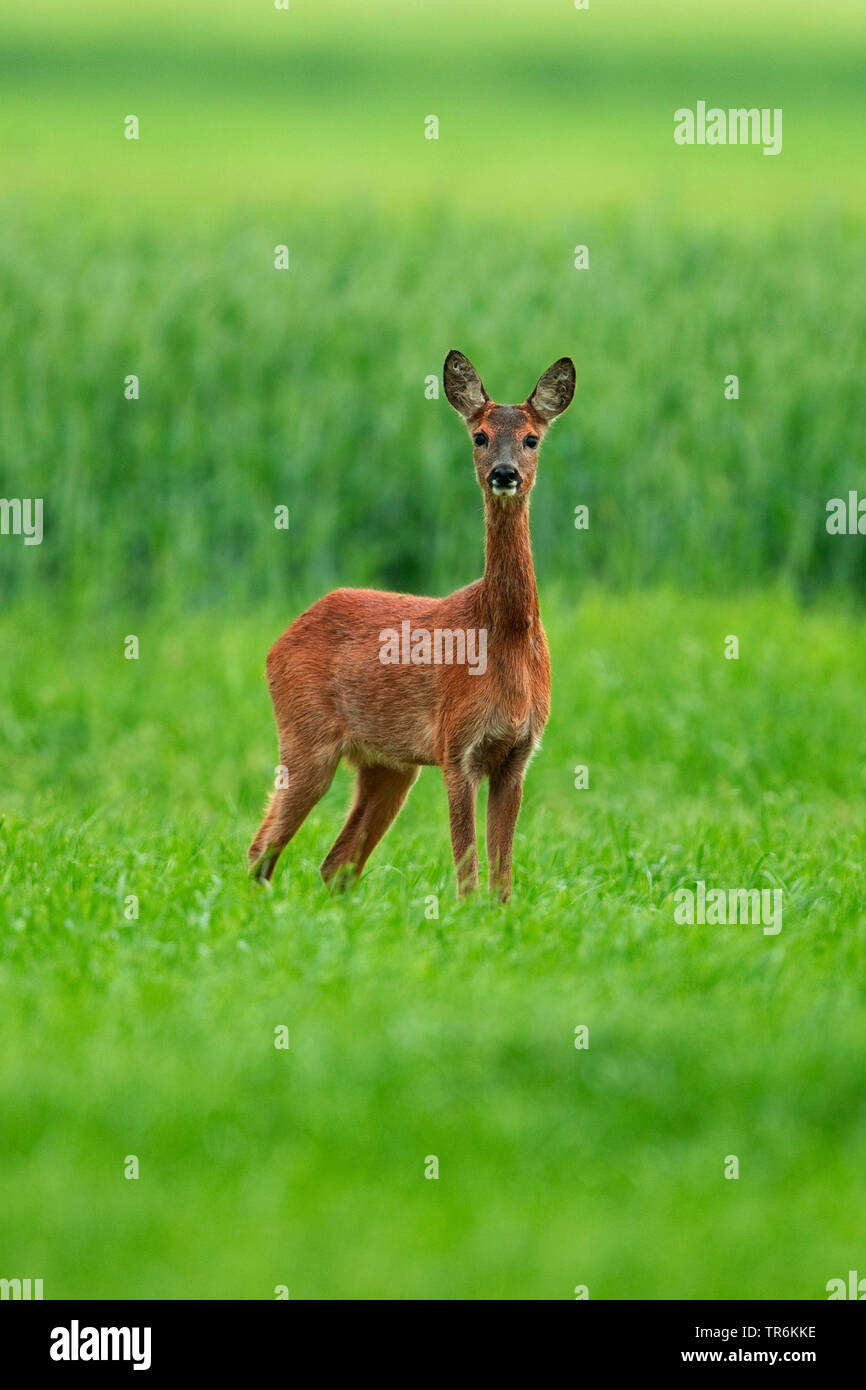 roe deer (Capreolus capreolus), doe on a field in spring, Germany Stock Photo