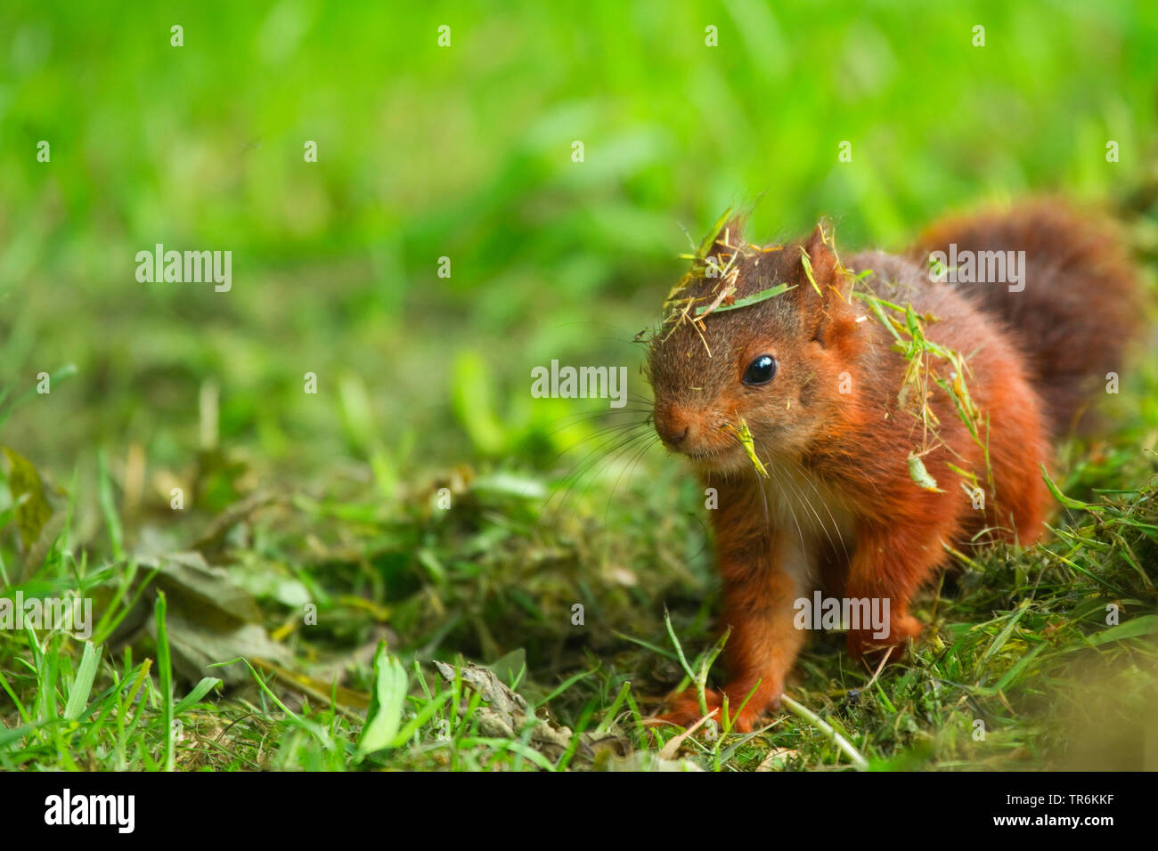 European red squirrel, Eurasian red squirrel (Sciurus vulgaris), gras-covered juvenile searching for food on the ground, Germany Stock Photo