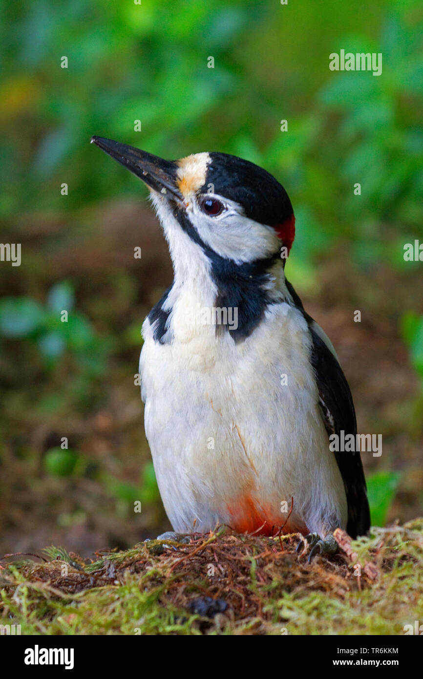 Great spotted woodpecker (Picoides major, Dendrocopos major), male on an tree stump, Germany, North Rhine-Westphalia Stock Photo