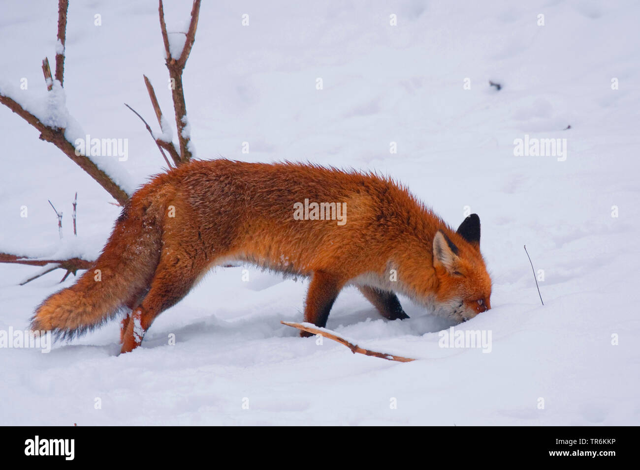 red fox (Vulpes vulpes), searching for food in snow, Germany Stock Photo
