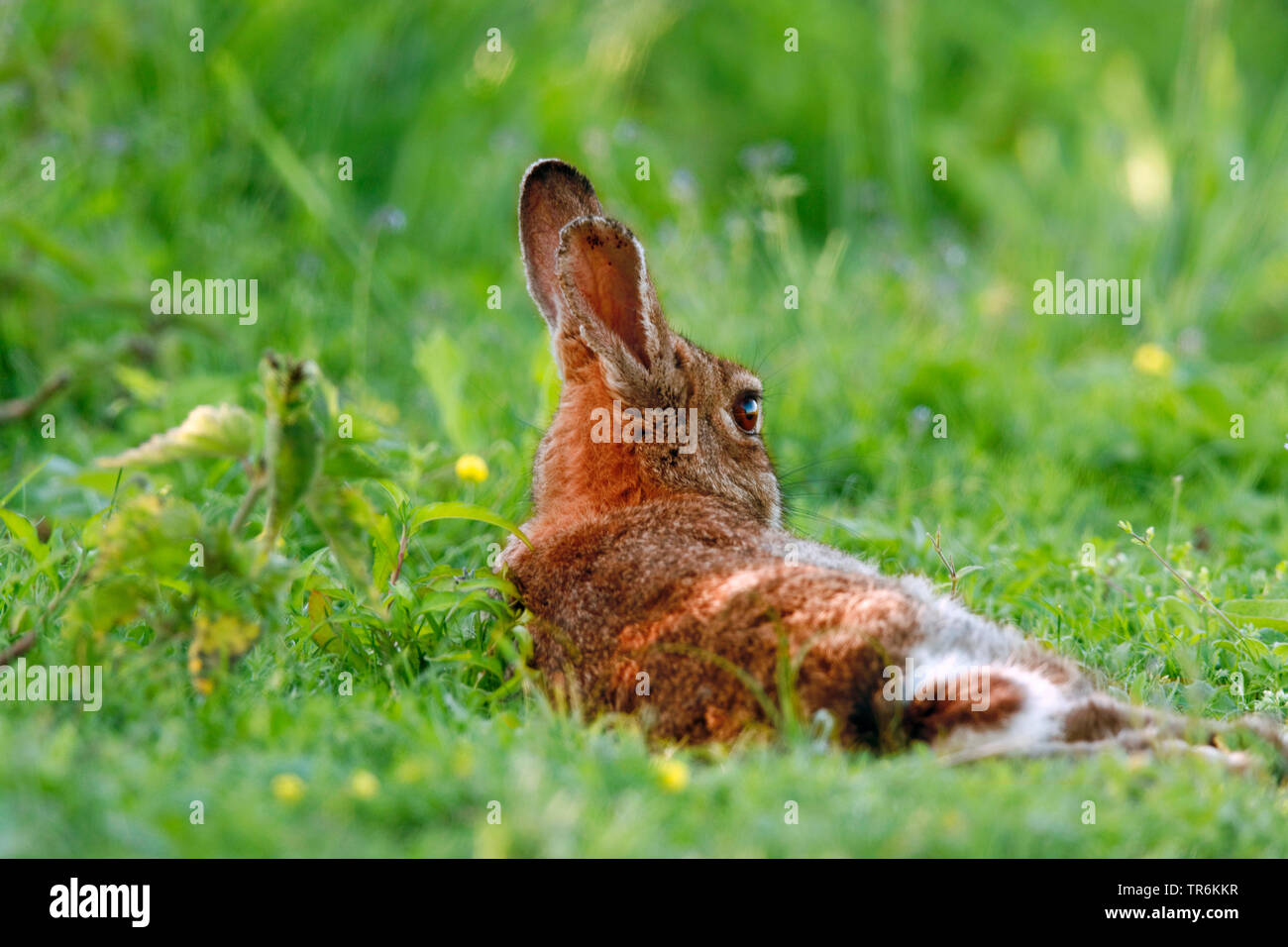 European rabbit (Oryctolagus cuniculus), resting on a meadow, Lower Saxony, Norderney Stock Photo