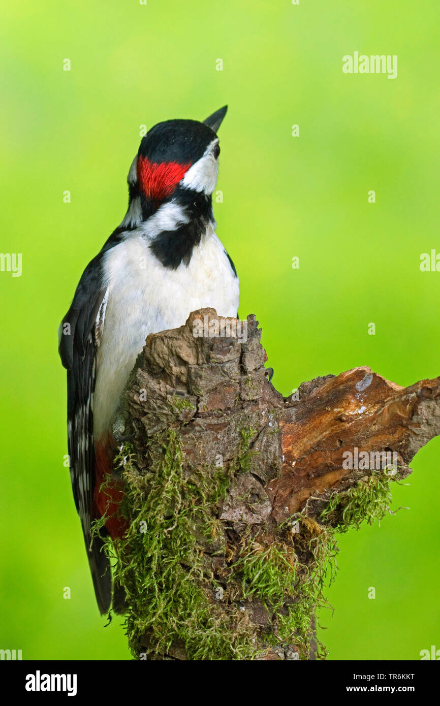 Great spotted woodpecker (Picoides major, Dendrocopos major), male on an tree stump looking around, Germany, North Rhine-Westphalia Stock Photo