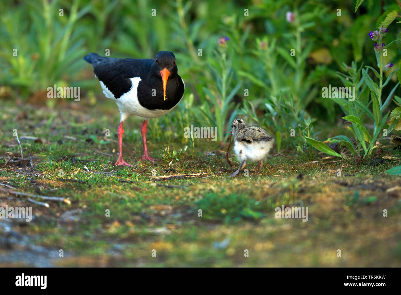 palaearctic oystercatcher (Haematopus ostralegus), adult and chick with worm, Germany, Lower Saxony, Norderney Stock Photo