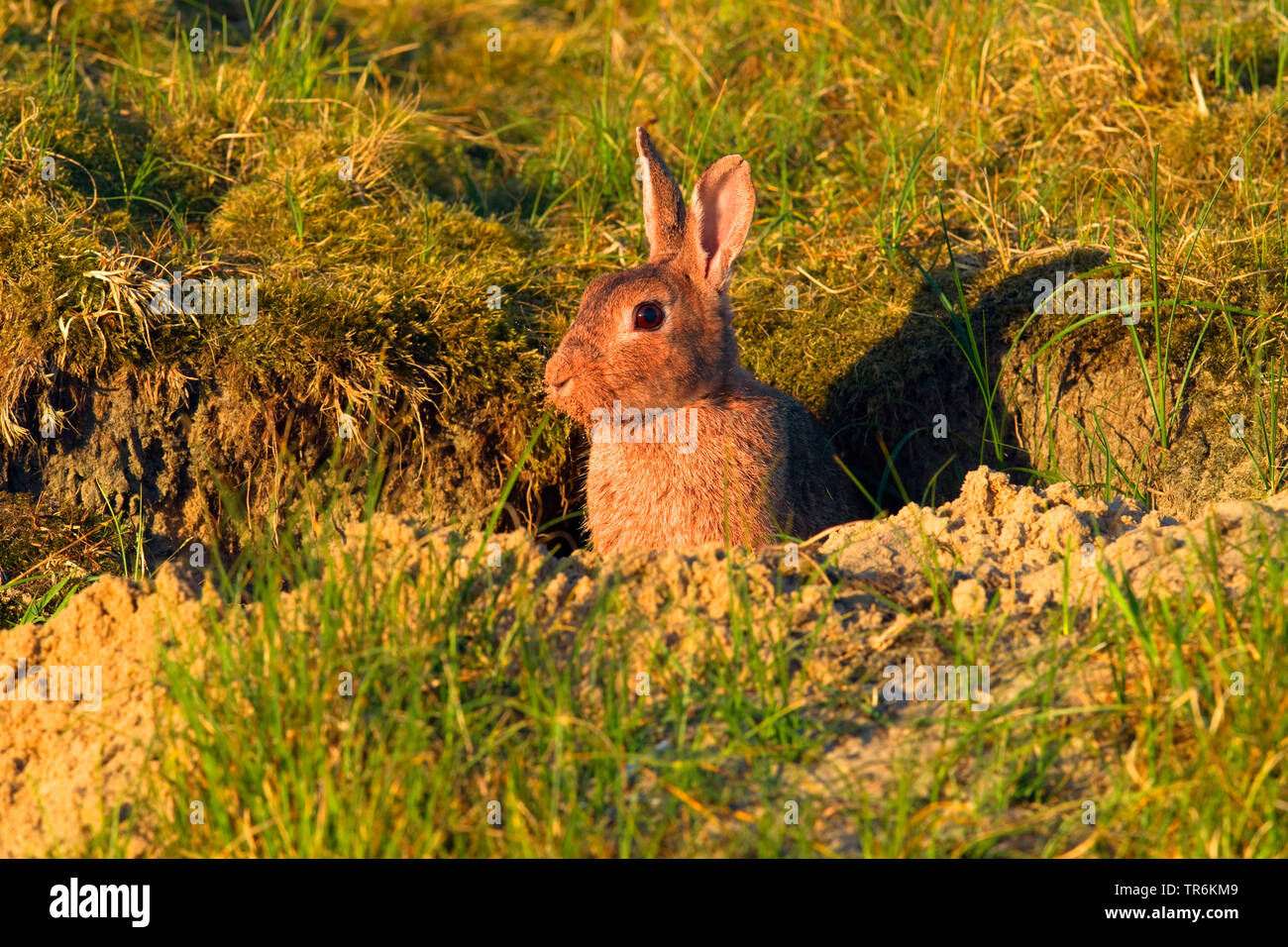 European rabbit (Oryctolagus cuniculus), peering from the den in a dune, Germany, Lower Saxony, Norderney Stock Photo