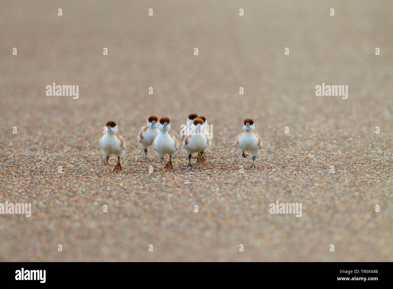 common shelduck (Tadorna tadorna), seven chicks walking across a country road looking for the parents, Germany, Lower Saxony, Norderney Stock Photo