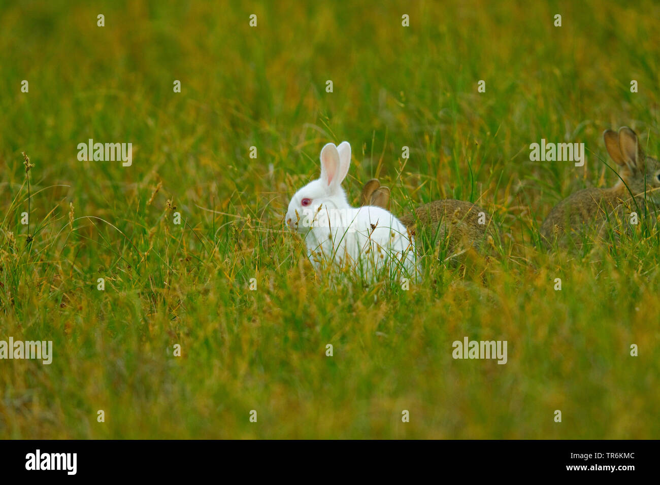 European rabbit (Oryctolagus cuniculus), white rabbit, Germany, Lower Saxony, Norderney Stock Photo