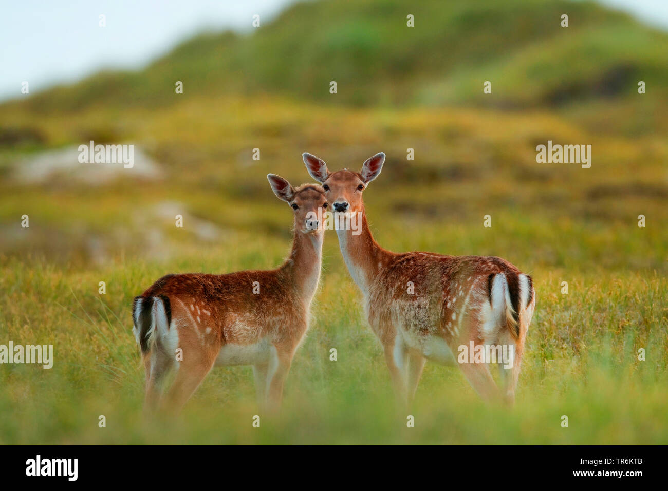 fallow deer (Dama dama, Cervus dama), adult and young standing in a meadow, Germany, Lower Saxony, Norderney Stock Photo