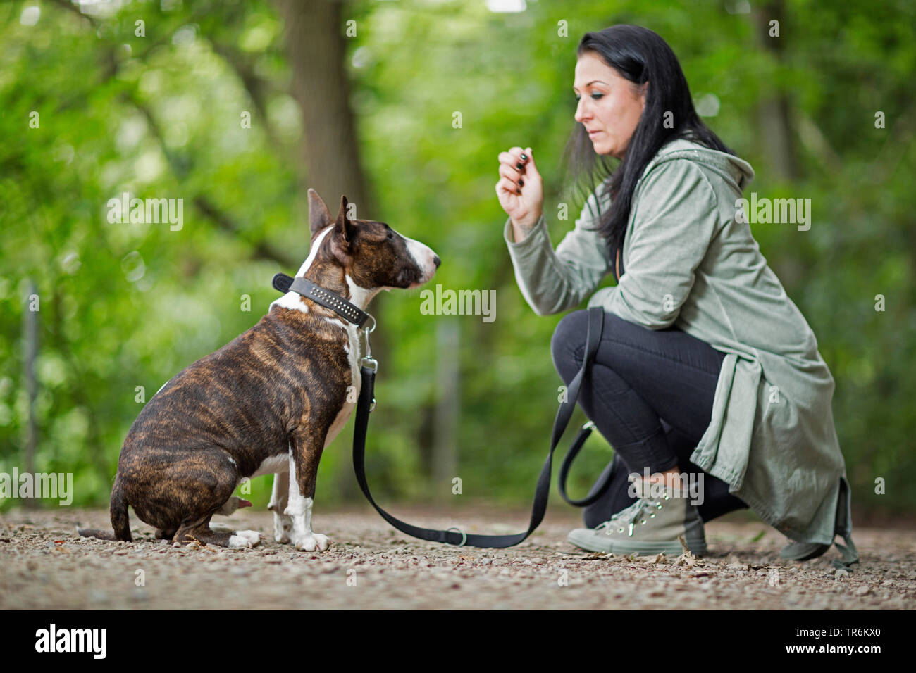 Bull Terrier (Canis lupus f. familiaris), woman exercising with her dog 'sit', Germany Stock Photo