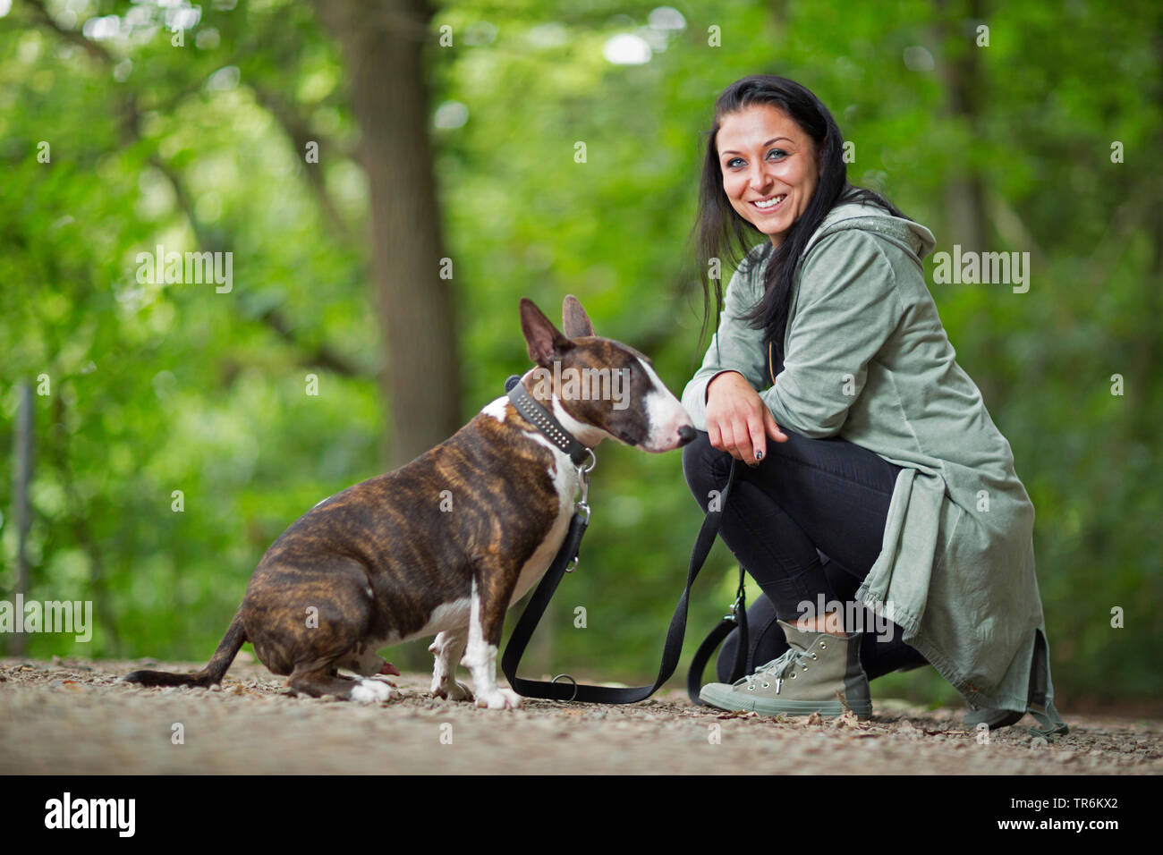 Bull Terrier (Canis lupus f. familiaris), woman exercising with her dog 'sit', Germany Stock Photo