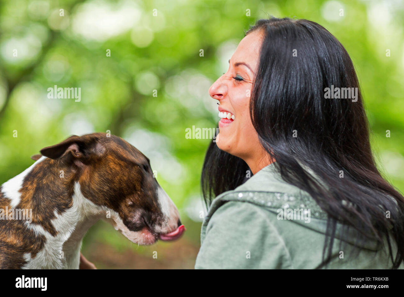 Bull Terrier (Canis lupus f. familiaris), woman stroking her dog, Germany Stock Photo