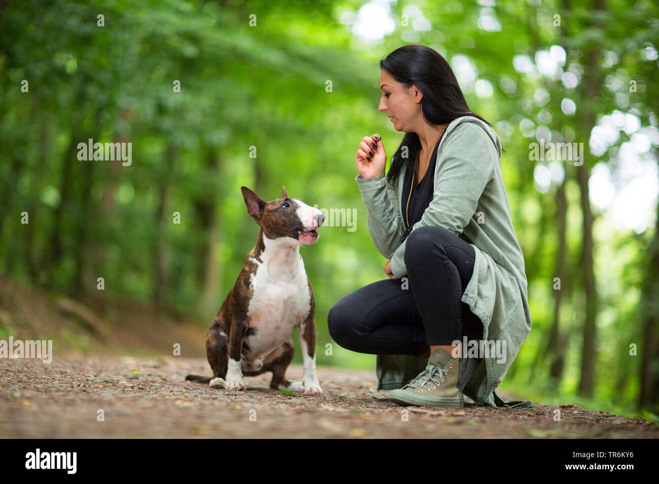 Bull Terrier (Canis lupus f. familiaris), male dog sitting on a forest path and idolizing his mistress, Germany Stock Photo
