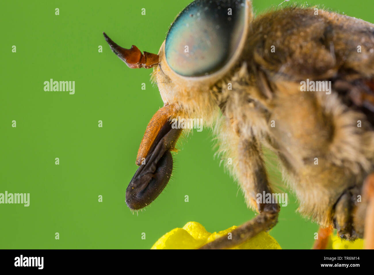 large horsefly (Tabanus bovinus), portrait of a male with sucking mouthparts, Germany, Bavaria, Niederbayern, Lower Bavaria Stock Photo